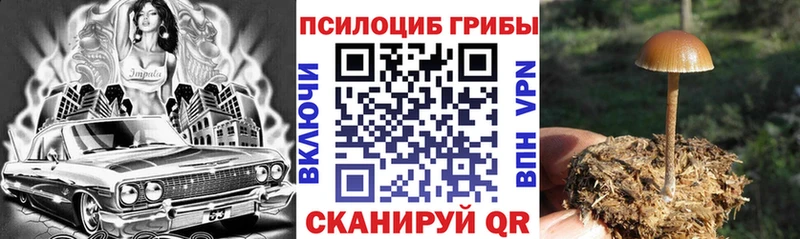 Купить закладки  Мостовской  Псилоцибиновые грибы Magic Shrooms 